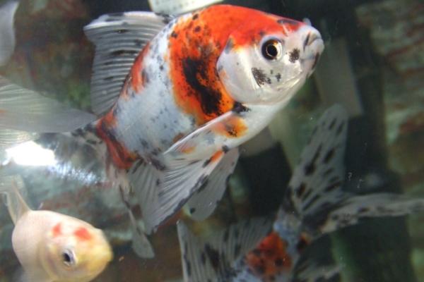 适合新手饲养的观赏蟹,包括相手蟹、恶魔蟹、辣椒蟹等品种