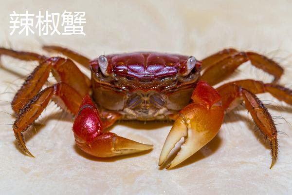 适合新手饲养的观赏蟹,包括相手蟹、恶魔蟹、辣椒蟹等品种