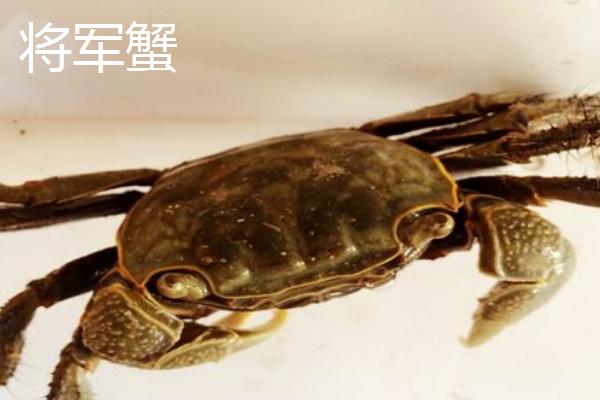 适合新手饲养的观赏蟹,包括相手蟹、恶魔蟹、辣椒蟹等品种