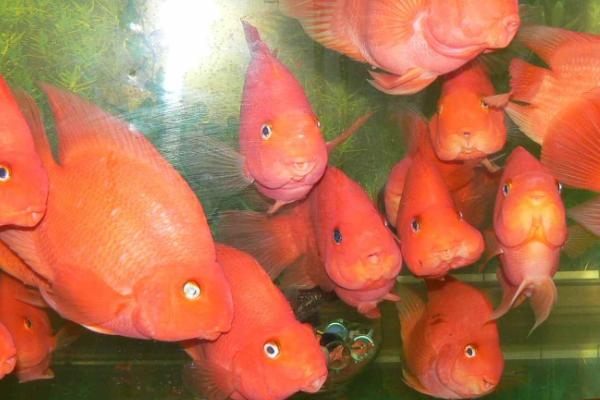 适合新手饲养的观赏蟹,包括相手蟹、恶魔蟹、辣椒蟹等品种