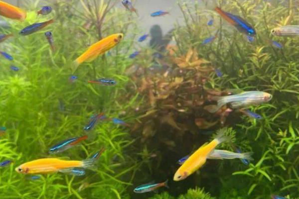 适合新手饲养的观赏蟹,包括相手蟹、恶魔蟹、辣椒蟹等品种