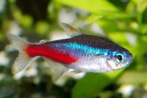 适合新手饲养的观赏蟹,包括相手蟹、恶魔蟹、辣椒蟹等品种