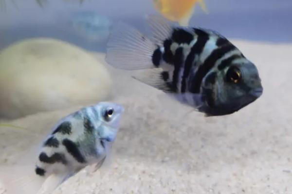 适合新手饲养的观赏蟹,包括相手蟹、恶魔蟹、辣椒蟹等品种