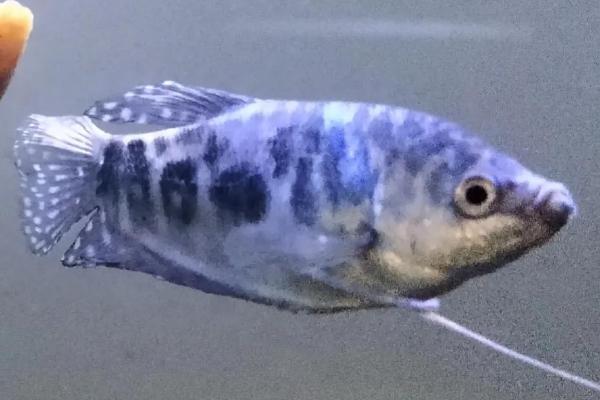 适合新手饲养的观赏蟹,包括相手蟹、恶魔蟹、辣椒蟹等品种