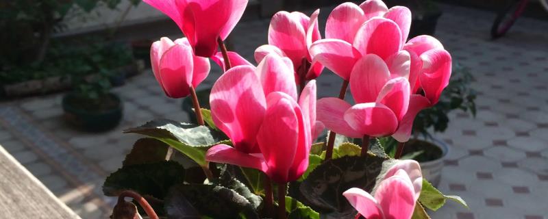 如何种植仙客来