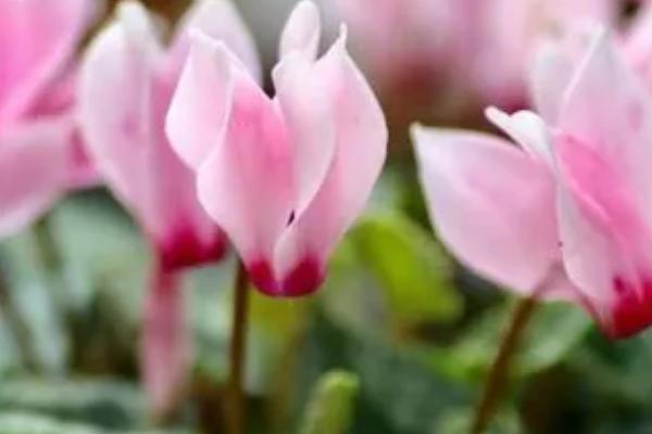 如何种植仙客来,以疏松、富含腐殖质的中性土栽种为宜