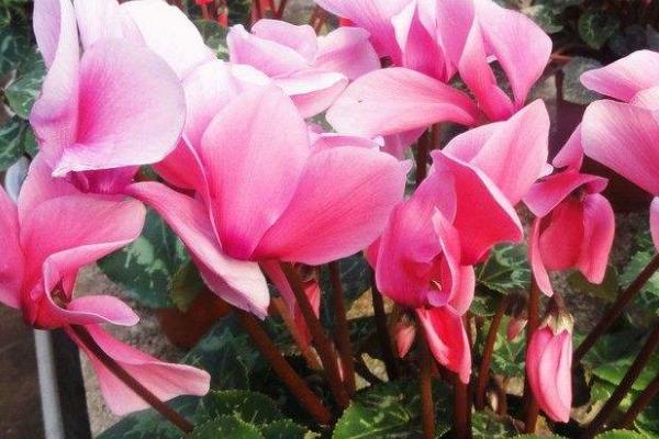 如何种植仙客来,以疏松、富含腐殖质的中性土栽种为宜