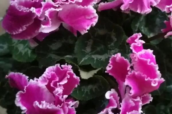 如何种植仙客来,以疏松、富含腐殖质的中性土栽种为宜