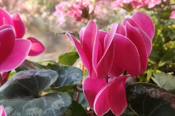 如何种植仙客来,以疏松、富含腐殖质的中性土栽种为宜