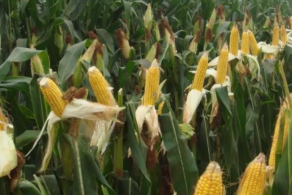 鑫研218玉米种的特征特性,在东华北中晚熟春玉米组的生育期为128天