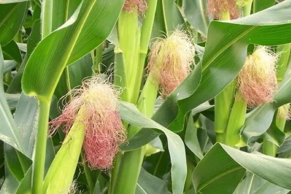 鑫研218玉米种的特征特性,在东华北中晚熟春玉米组的生育期为128天