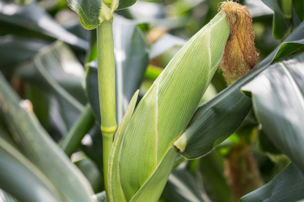 鑫研218玉米种的特征特性,在东华北中晚熟春玉米组的生育期为128天