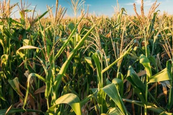 鑫研218玉米种的特征特性,在东华北中晚熟春玉米组的生育期为128天