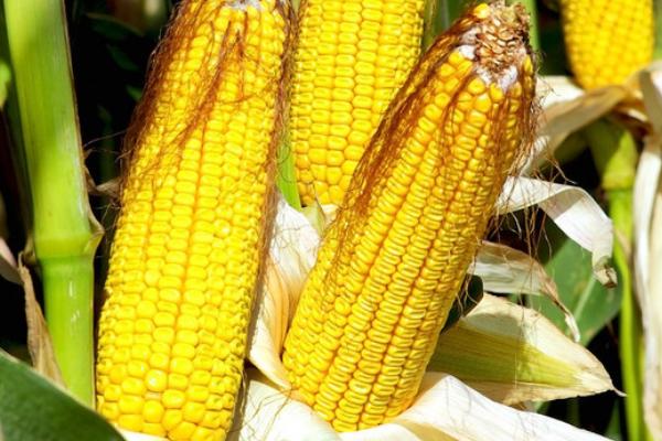 鑫研218玉米种的特征特性,在东华北中晚熟春玉米组的生育期为128天