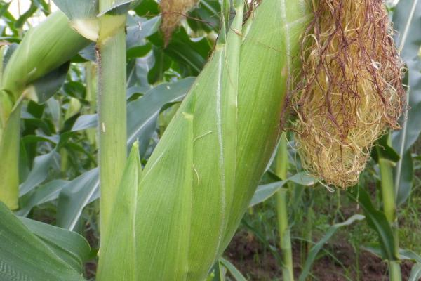 鑫研218玉米种的特征特性,在东华北中晚熟春玉米组的生育期为128天