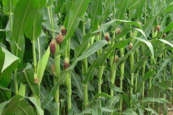 鑫研218玉米种的特征特性,在东华北中晚熟春玉米组的生育期为128天