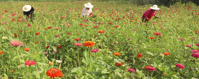 露地花卉除草的作用