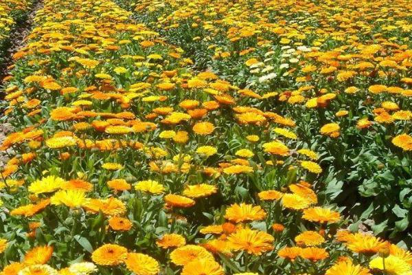 露地花卉除草的作用,有助于植株的生长发育