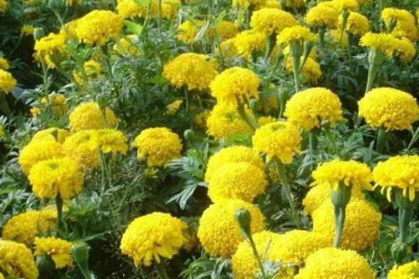 露地花卉除草的作用,有助于植株的生长发育