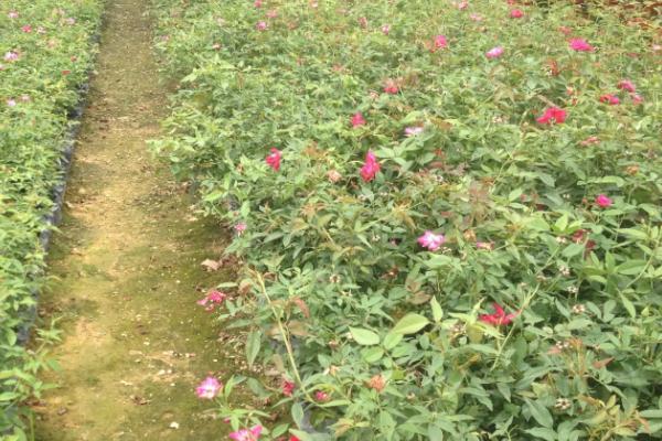 露地花卉除草的作用,有助于植株的生长发育