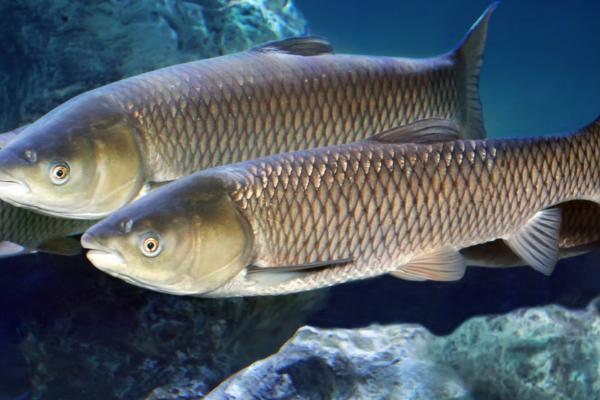 草鱼有刺吗,有刺且刺较多