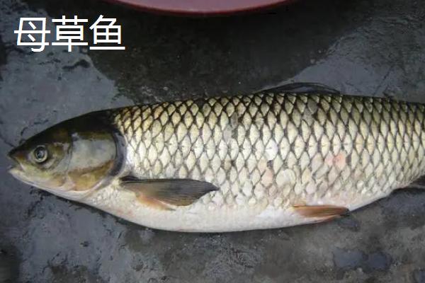 草鱼有刺吗,有刺且刺较多