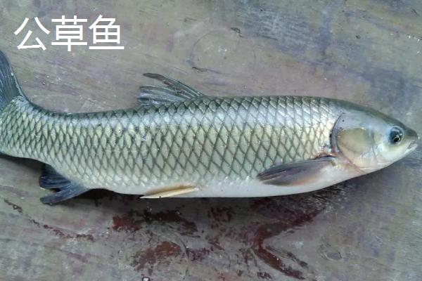 草鱼有刺吗,有刺且刺较多