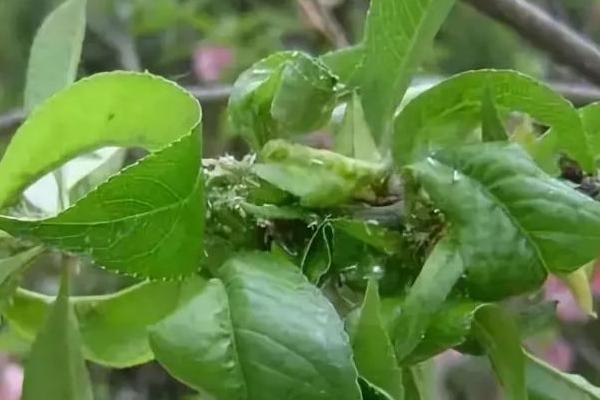 板蓝根桃蚜的为害特征,为害嫩叶、新芽和花器
