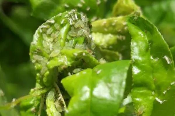 板蓝根桃蚜的为害特征,为害嫩叶、新芽和花器