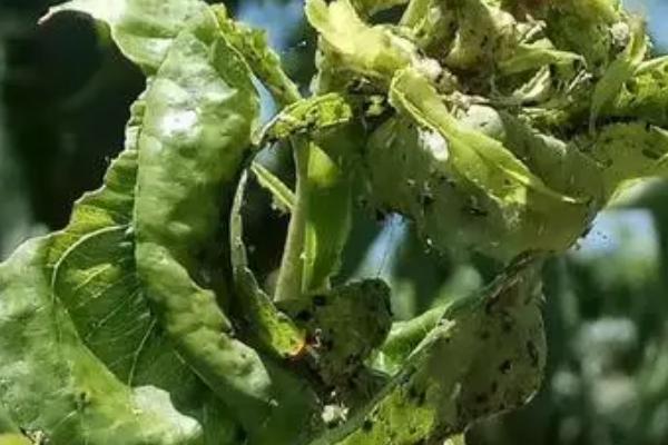 板蓝根桃蚜的为害特征,为害嫩叶、新芽和花器