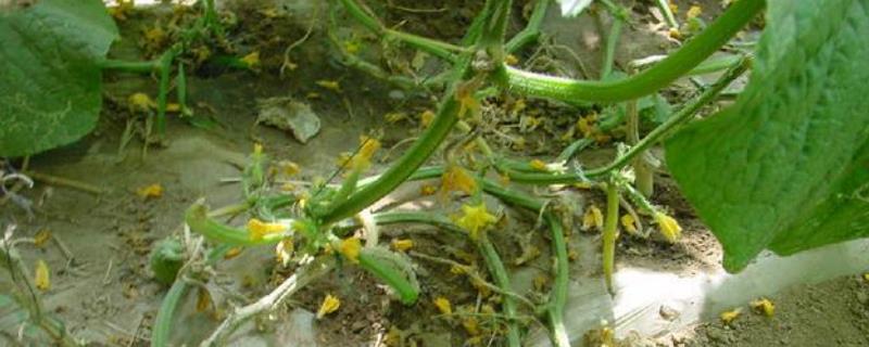 如何避免瓜类有花不实