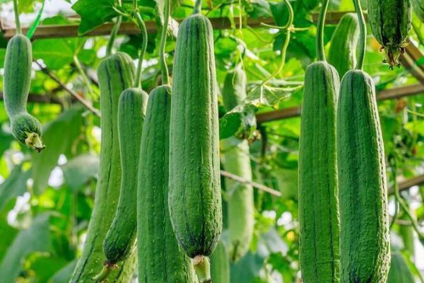 如何避免瓜类有花不实,喷施乙烯利可促进雌花分化