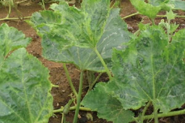 如何避免瓜类有花不实,喷施乙烯利可促进雌花分化