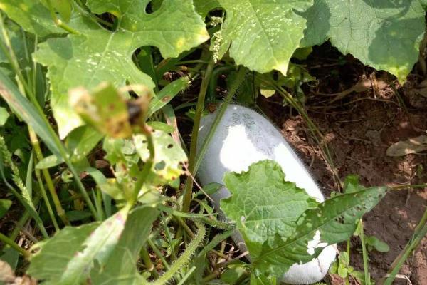 如何避免瓜类有花不实,喷施乙烯利可促进雌花分化