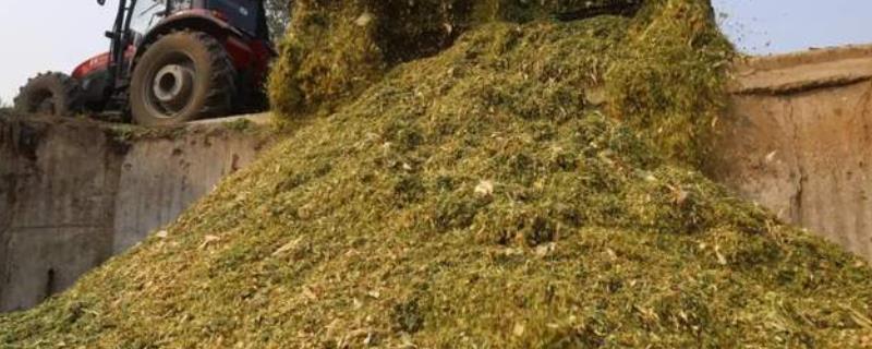 玉米青贮是什么