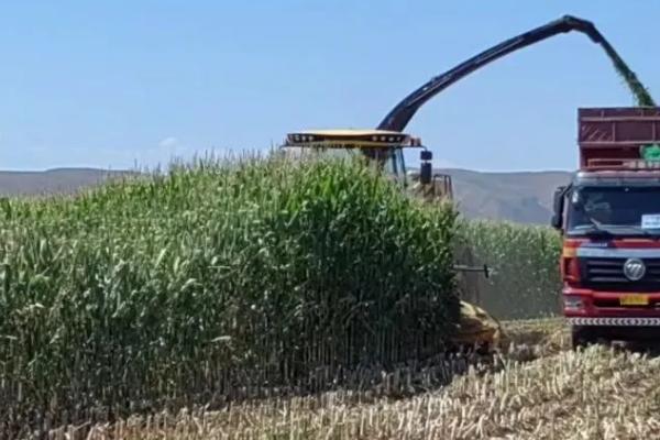 玉米青贮是什么,是将玉米杆制成饲料