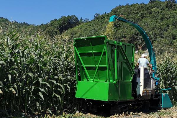 玉米青贮是什么,是将玉米杆制成饲料