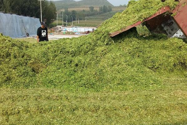 玉米青贮是什么,是将玉米杆制成饲料