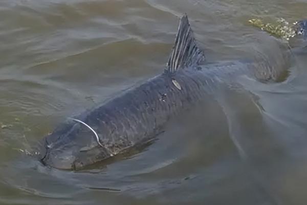 青鱼的饲养方法,水温不得低于6.5℃