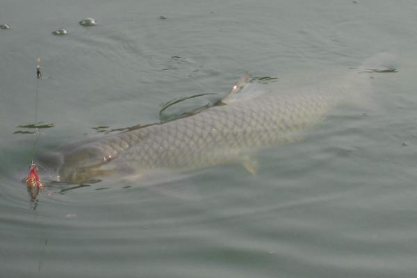 青鱼的饲养方法,水温不得低于6.5℃