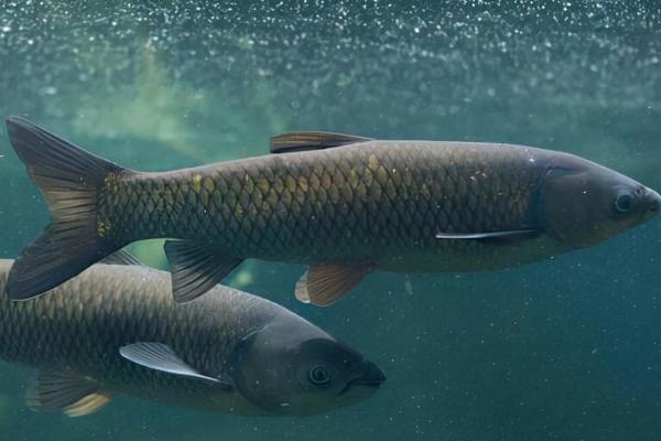 青鱼的饲养方法,水温不得低于6.5℃