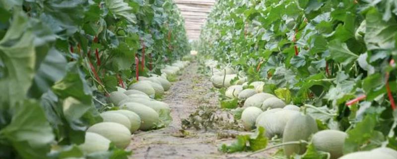哈密瓜的种植技术