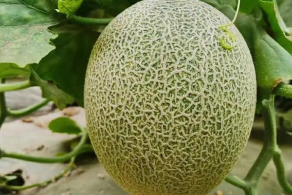 哈密瓜的种植技术,在温室内进行育苗