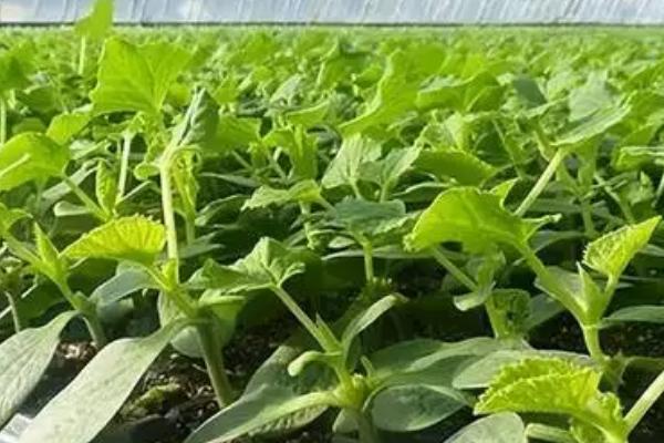 哈密瓜的种植技术,在温室内进行育苗