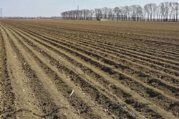 哈密瓜的种植技术,在温室内进行育苗