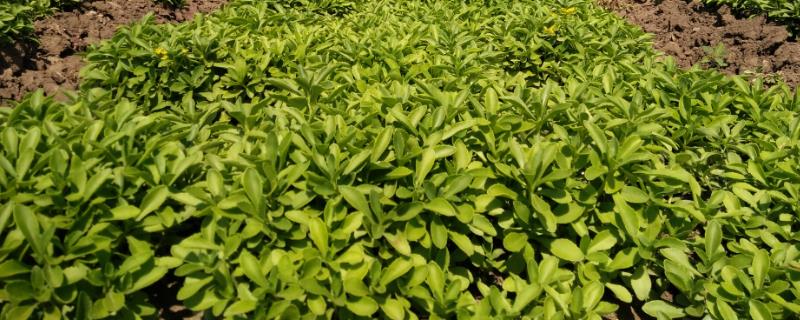 救心菜什么时间种植好