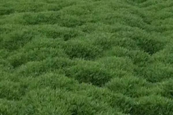 救心菜什么时间种植好,一年四季均可种植