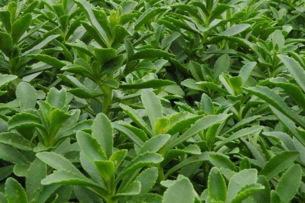 救心菜什么时间种植好,一年四季均可种植