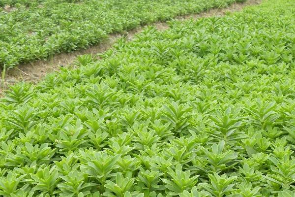 救心菜什么时间种植好,一年四季均可种植