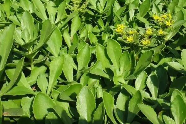 救心菜什么时间种植好,一年四季均可种植